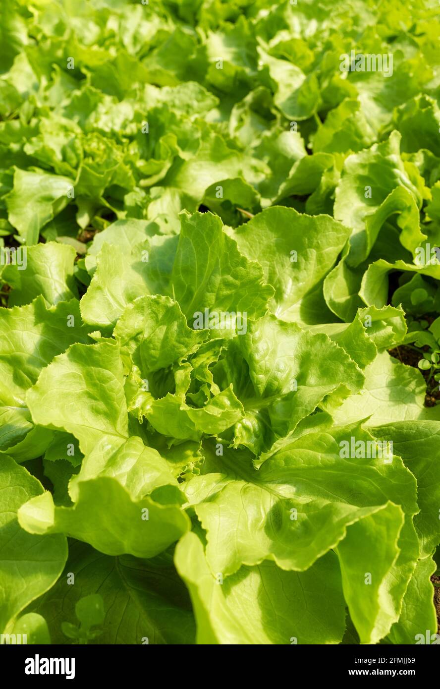 Nahaufnahme der organischen Salatplantage, selektiver Fokus. Stockfoto