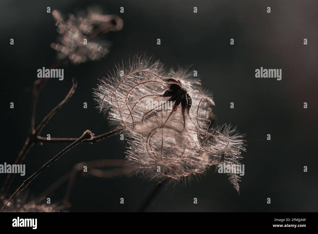 Nahaufnahme der getrockneten Pflanze, Clematis Stockfoto