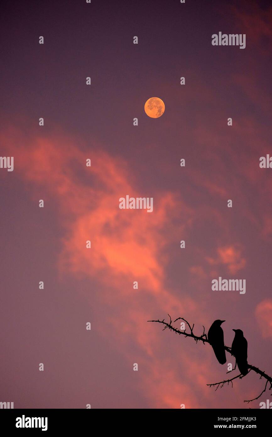 Vollmondlicht Stockfoto