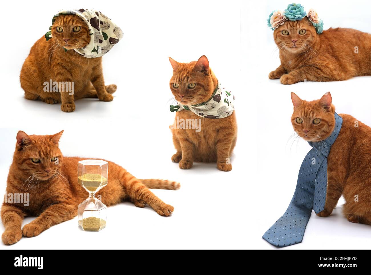 Firma CATS Stockfoto