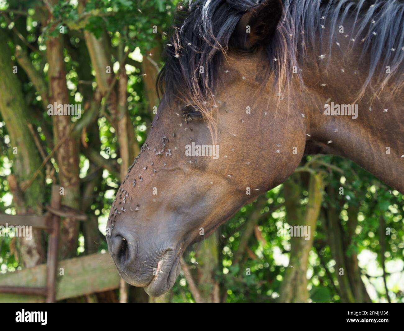 Eine Reihe von Fliegen belästigen ein Pferd im Sommer. Stockfoto