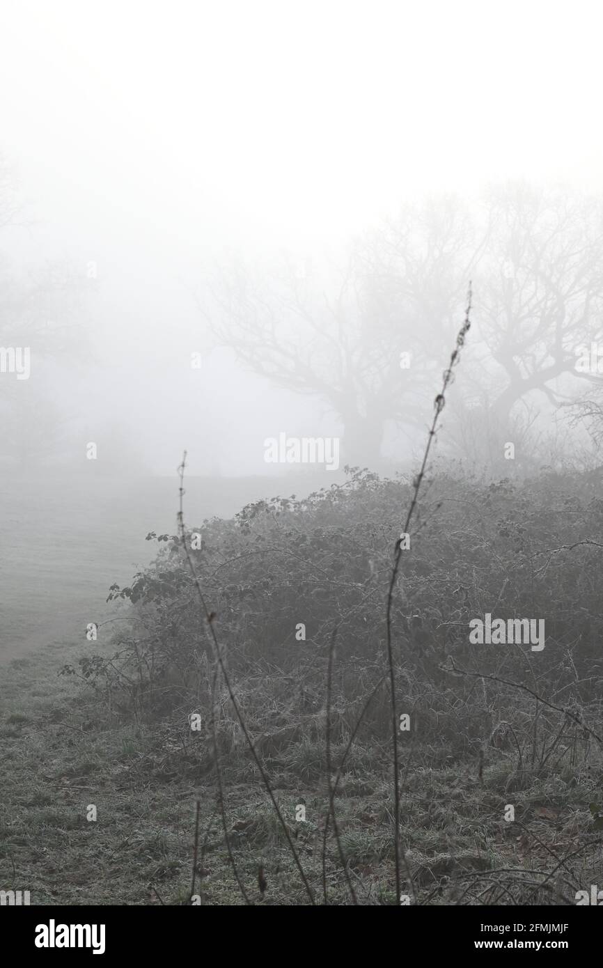 Starker Nebel, Nebel in den Wäldern mit Büschen und Eichenbäumen Gerste sichtbar im weiß-heraus. Stockfoto