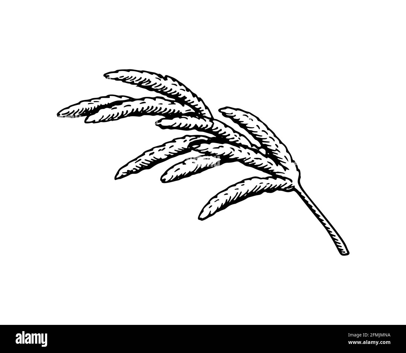 Handgezeichnetes Pampagras isoliert auf weißem Hintergrund. Vektorgrafik im Skizzenstil Stock Vektor