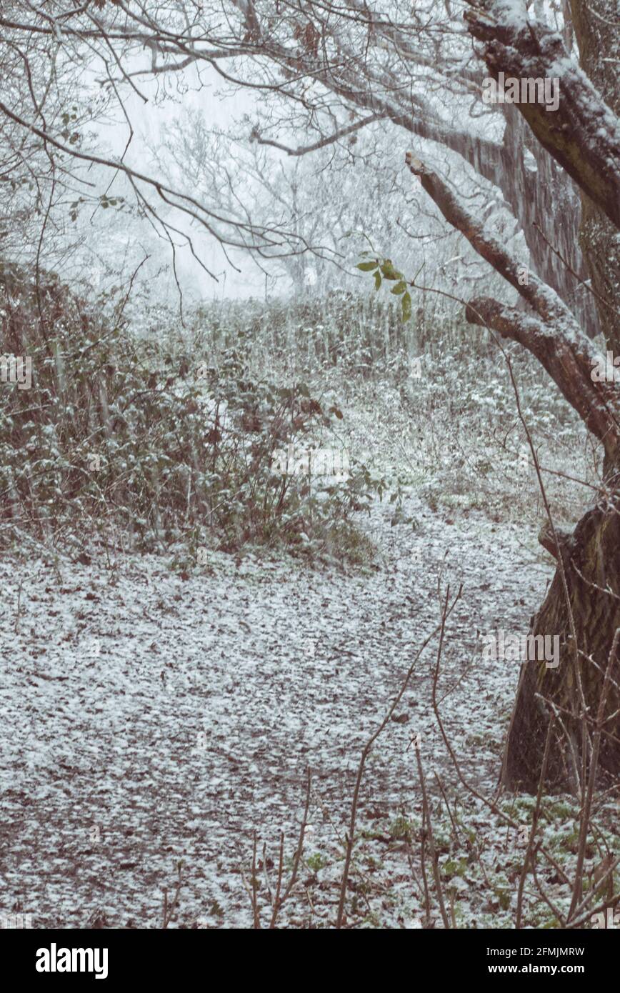 Winterschnee, der in einem englischen Wald auf Eichen fällt Stockfoto