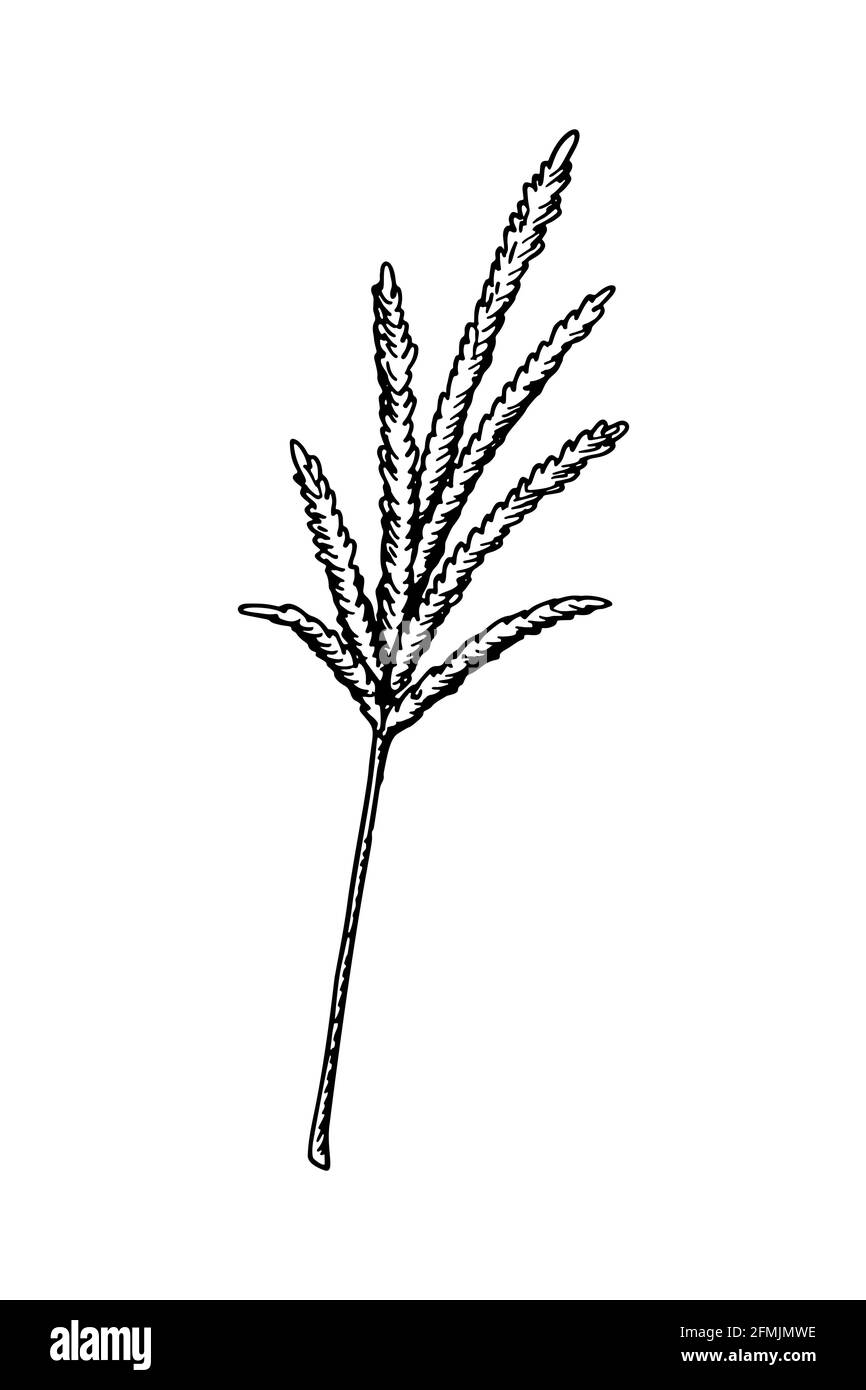 Handgezeichnetes Pampagras isoliert auf weißem Hintergrund. Vektorgrafik im Skizzenstil Stock Vektor