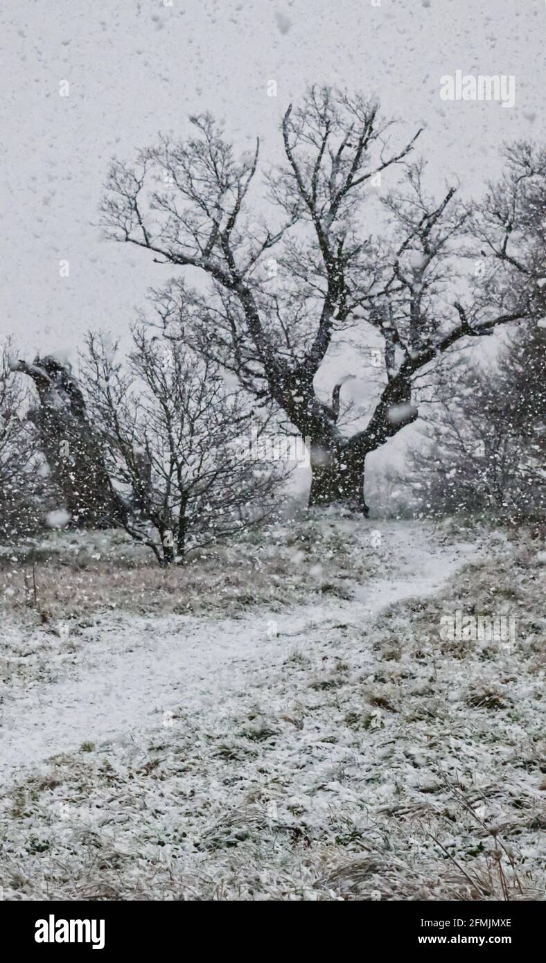 Winterschnee, der in einem englischen Wald auf Eichen fällt Stockfoto