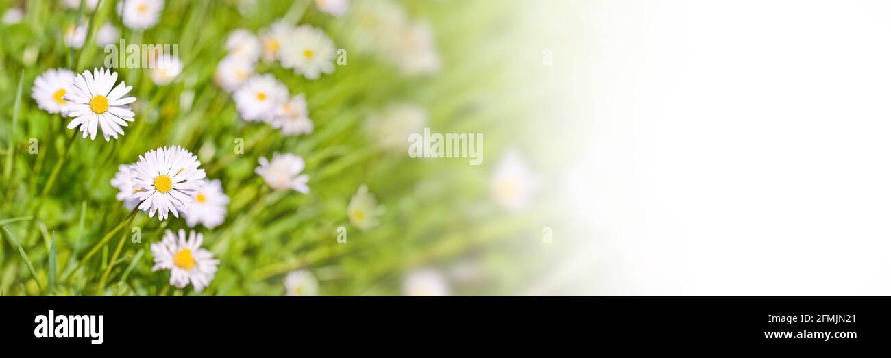 Daisy Flowers Panorama-Webbanner mit weißem Kopierbereich Stockfoto