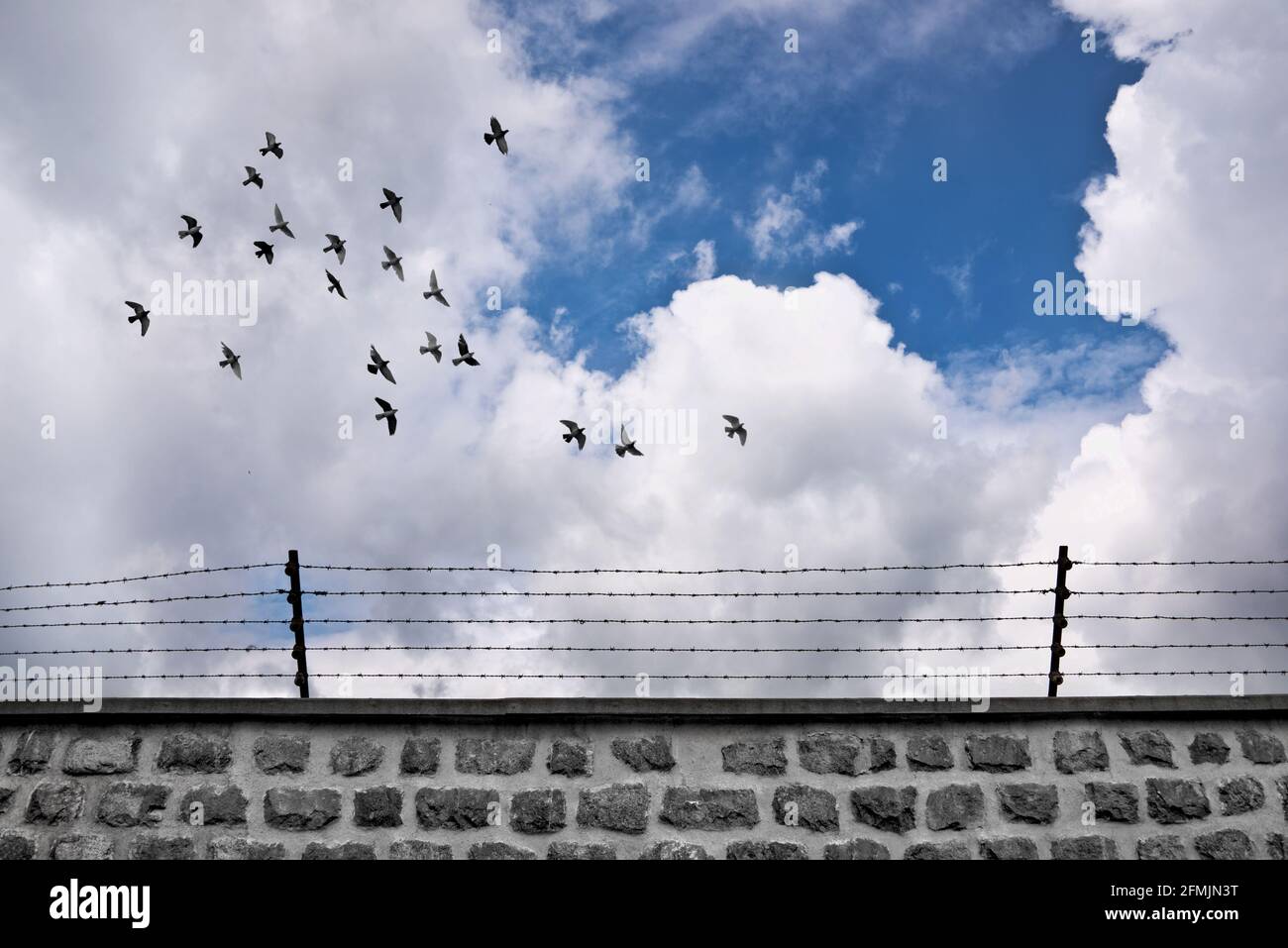 Schar von Vögeln, die eine Wand mit Barbdraht fliegen. Gefängnis- und Freiheitskonzept. Stockfoto