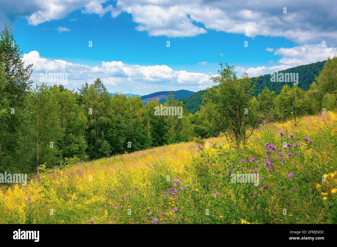 Wald auf der grasbewachsenen Bergwiese. Berglandschaft an einem bewölkten Sommertag Stockfoto