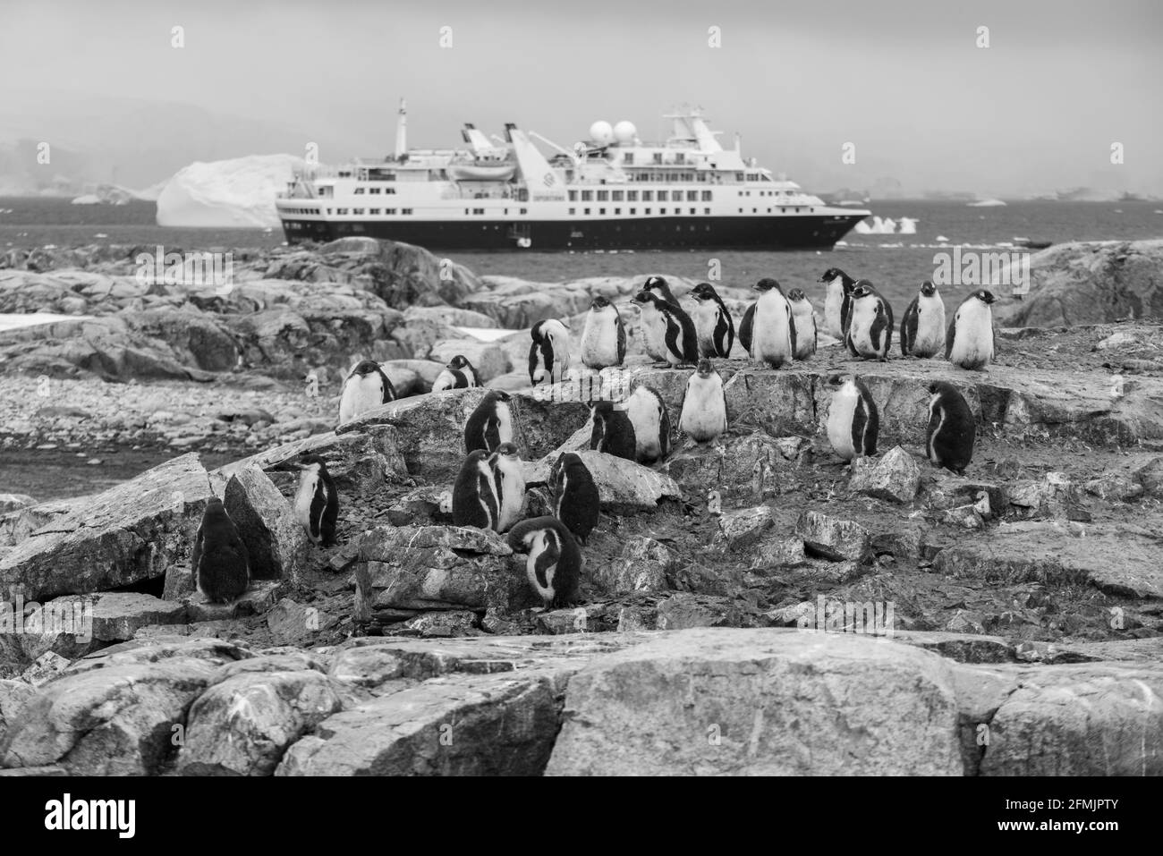 Antarktis, Petermann Island. Gentoo Pinguin Küken (WILD: Pygoscelis papua) mit Silversea Expedition Schiff in der Ferne. Stockfoto