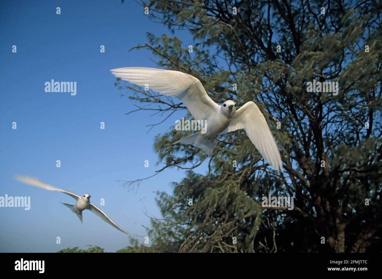 Fairy Tern (aka White Tern) - im Flug Gygis Alba Midway-Inseln, Pazifik BI002159 Stockfoto