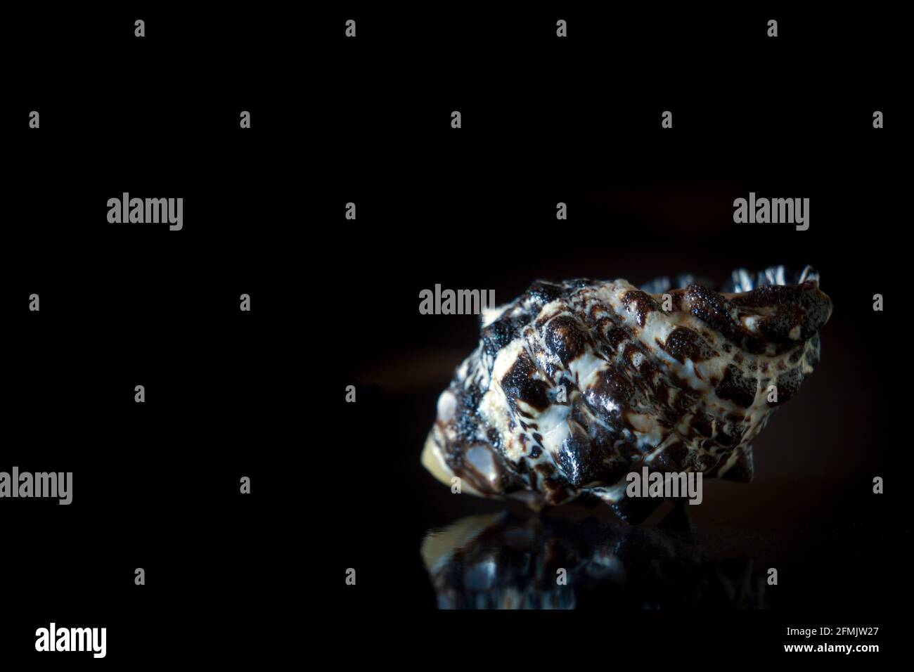 Morula nodulosa, die Brombeerschnecke, ist eine Art von Schneckenmuschel. Eine Meeresschnecke aus der Familie der Muricidae, der Schleierschnecken oder Felsen Stockfoto