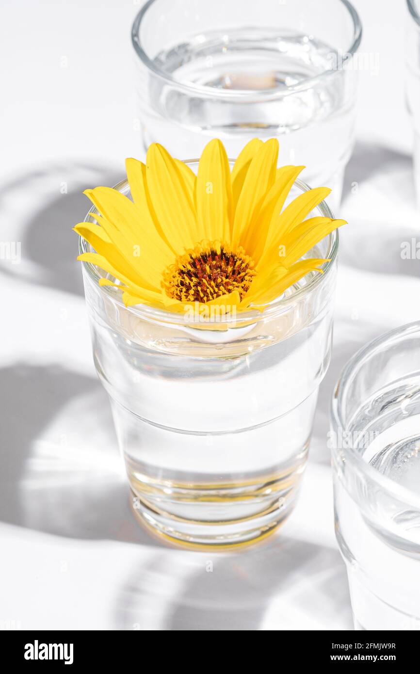 Frisches klares Wasser Getränk mit gelber Blume im Glas auf weißem Hintergrund, hartes Licht kreative Komposition, Winkelansicht Stockfoto
