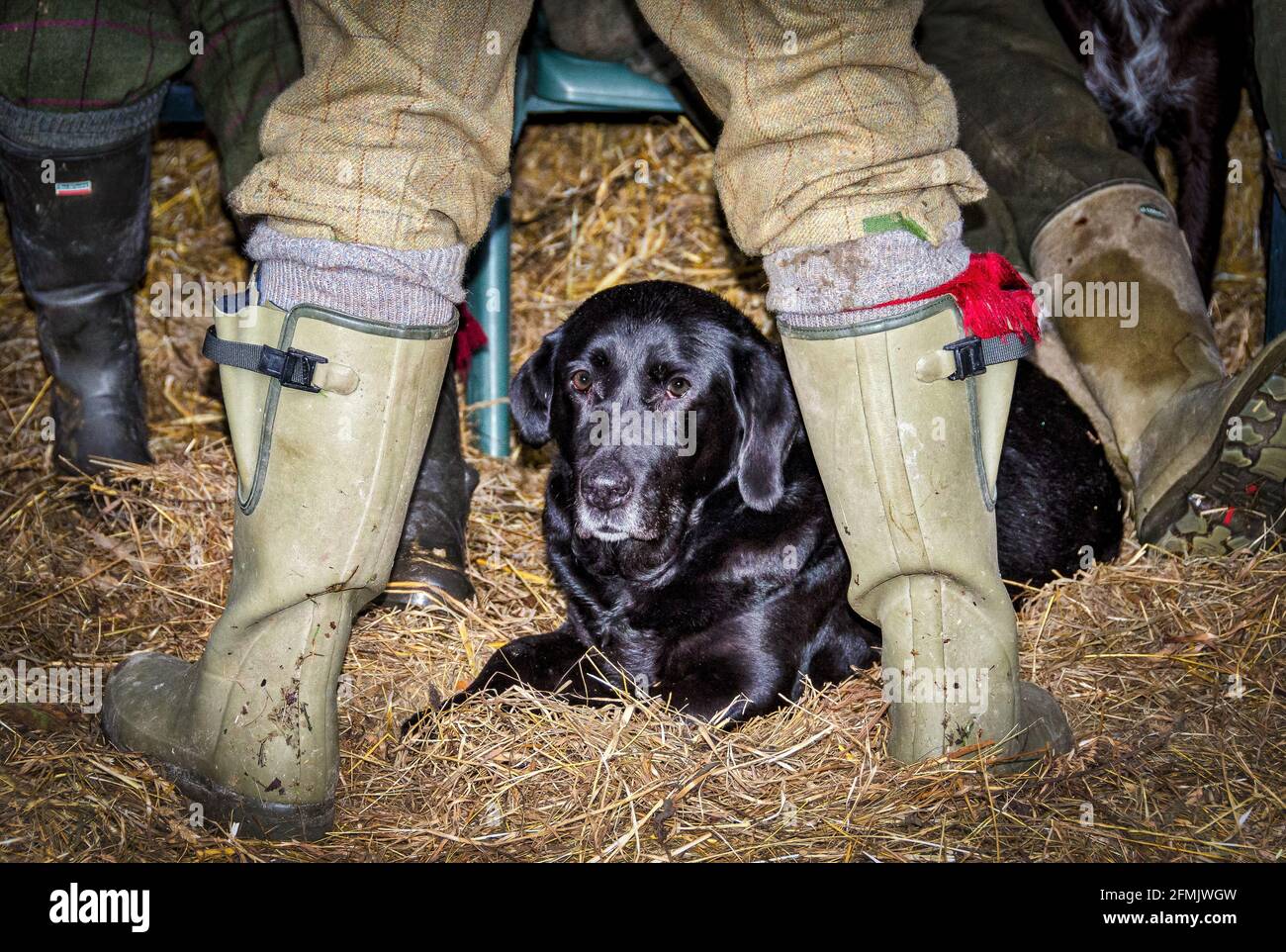 Ein schwarzer Labrador-Hund ruht zwischen den Antrieben und zwischen den Beinen seines Hüters auf einem gefahrenen Shooting in England. Stockfoto