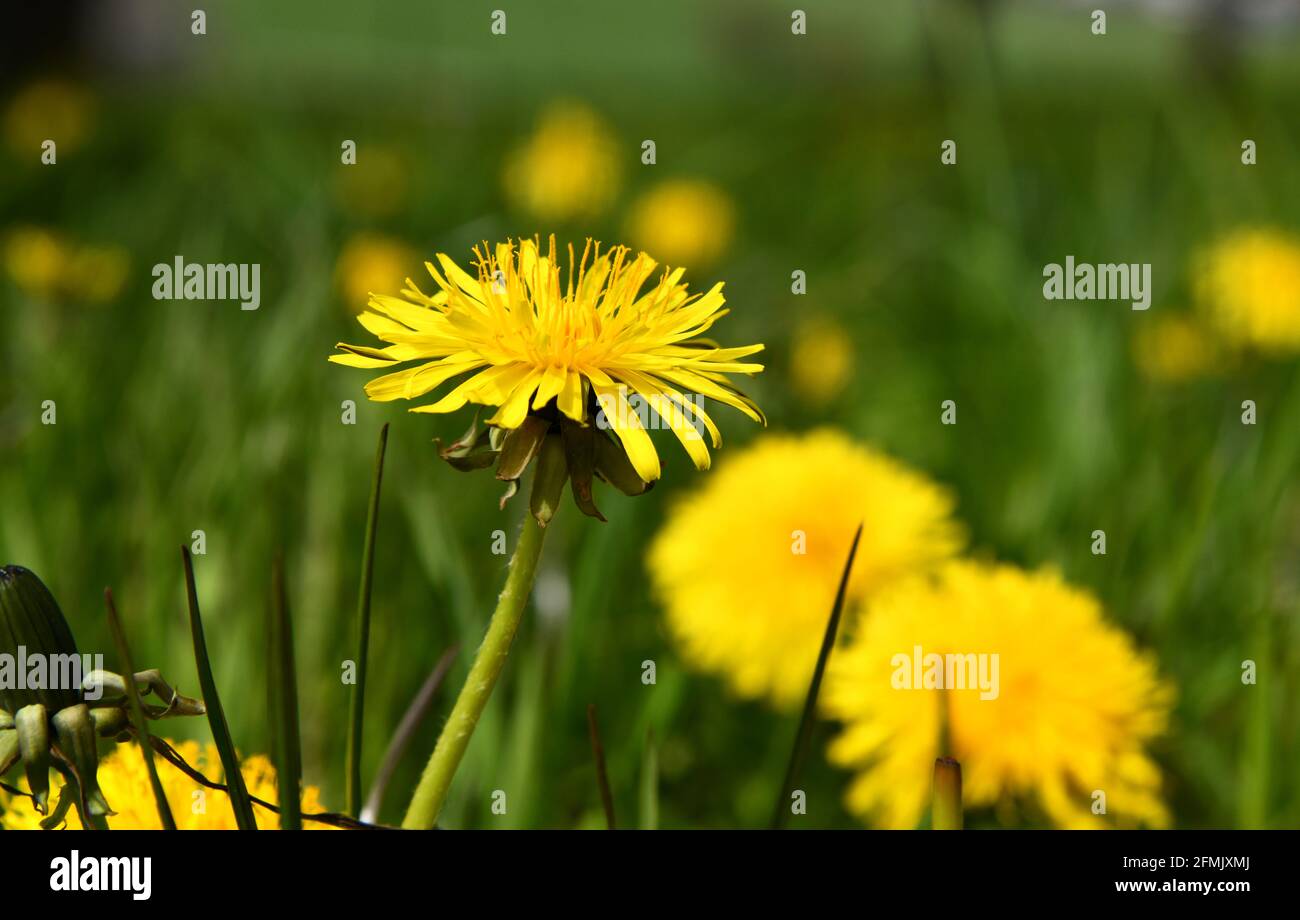 Löwenzahn auf einer Wiese Stockfoto