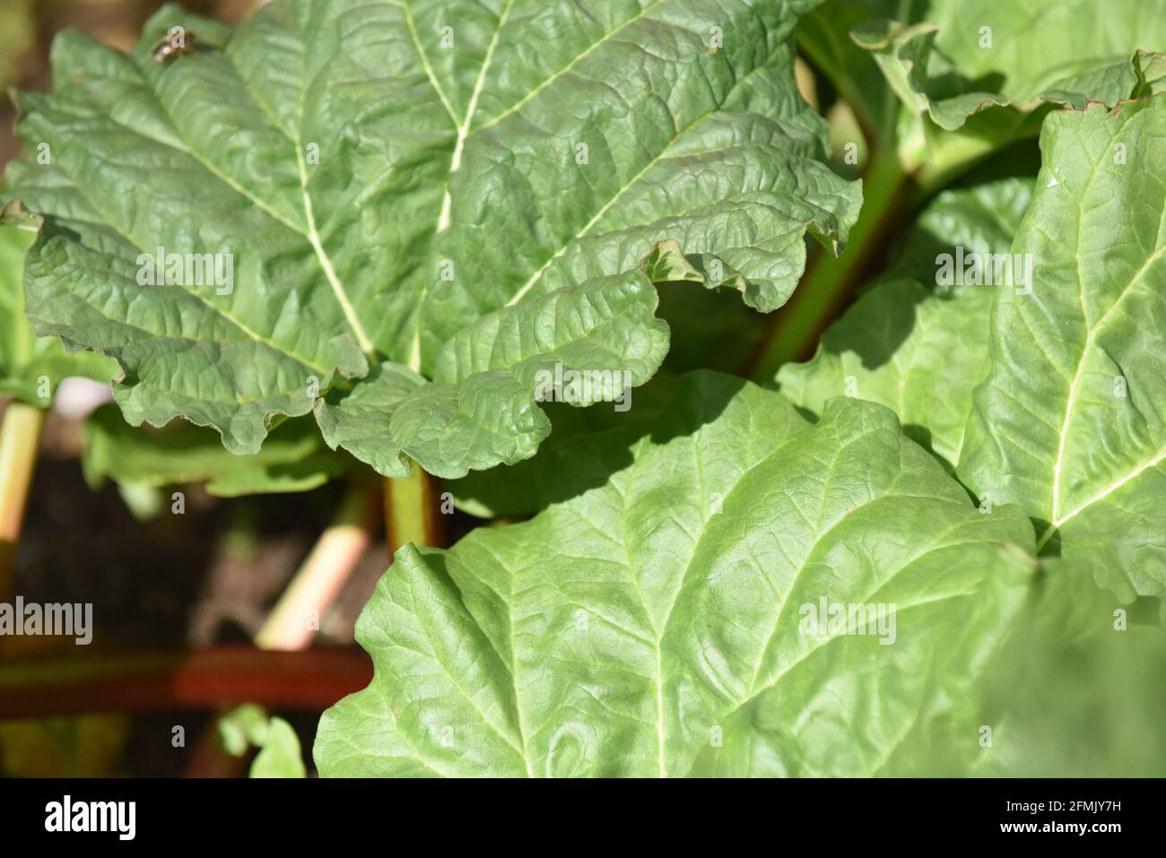 Gesunde Rhabarberpflanze, die im Freien auf einem Zuteilungsgemüsefeld wächst Stockfoto