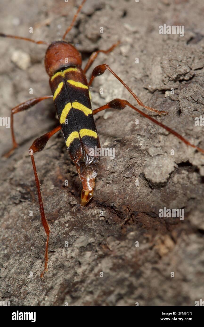 Rotkopfascheborer (Neoclytus acuminatus) Nahaufnahme eines erwachsenen Insekts, das Eier legt Stockfoto