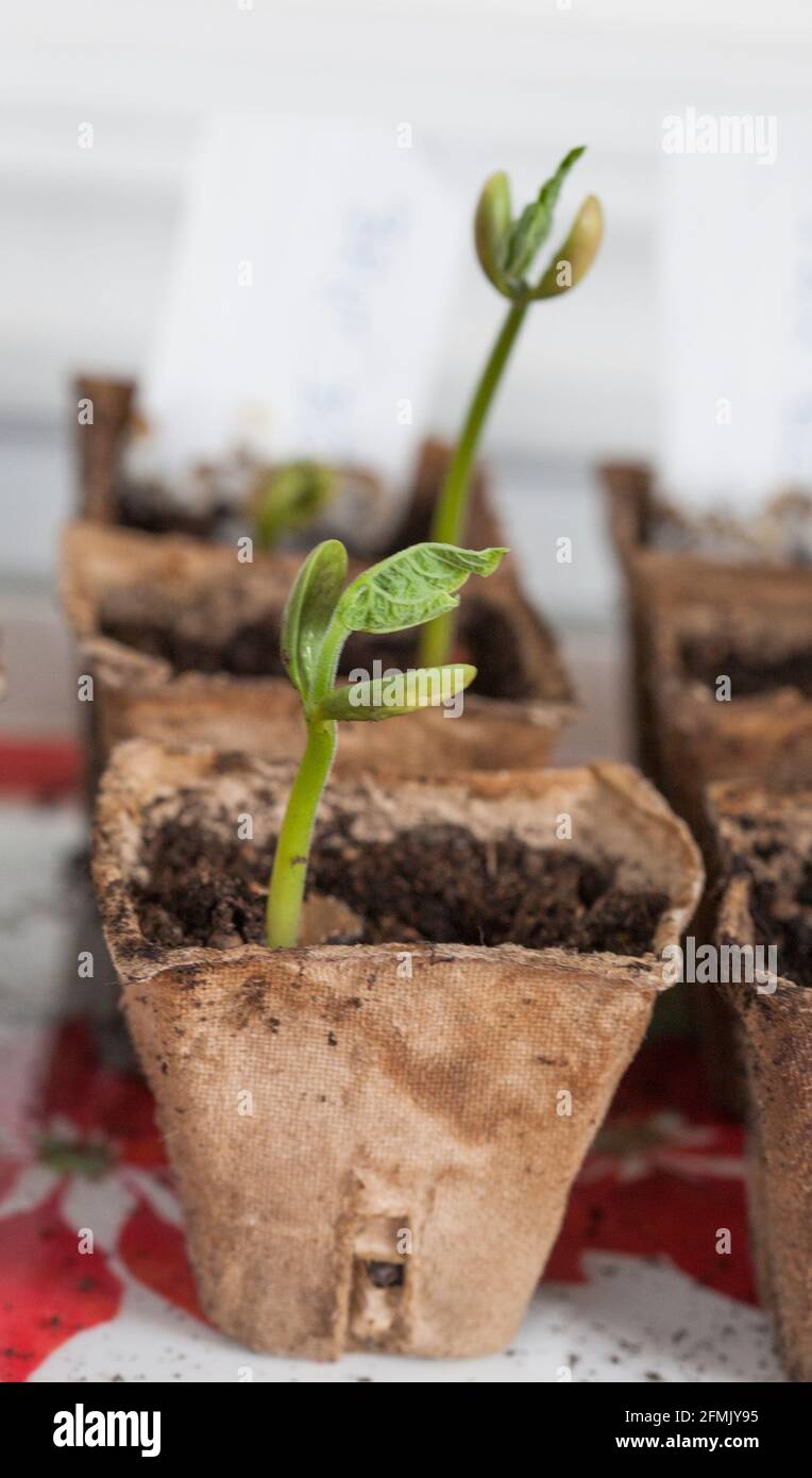 IN Fasertöpfen im späten Winter zu KULTIVIEREN wartet auf Ausgepflanzt werden Stockfoto