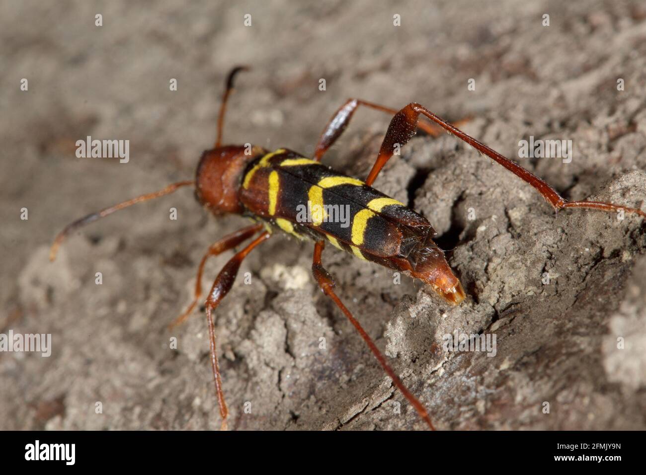 Neoclytus acuminatus - Rotkopfbohrer, einer der vielen schönen Holzbohrkäfer. Nahaufnahme eines erwachsenen Käfers. Stockfoto