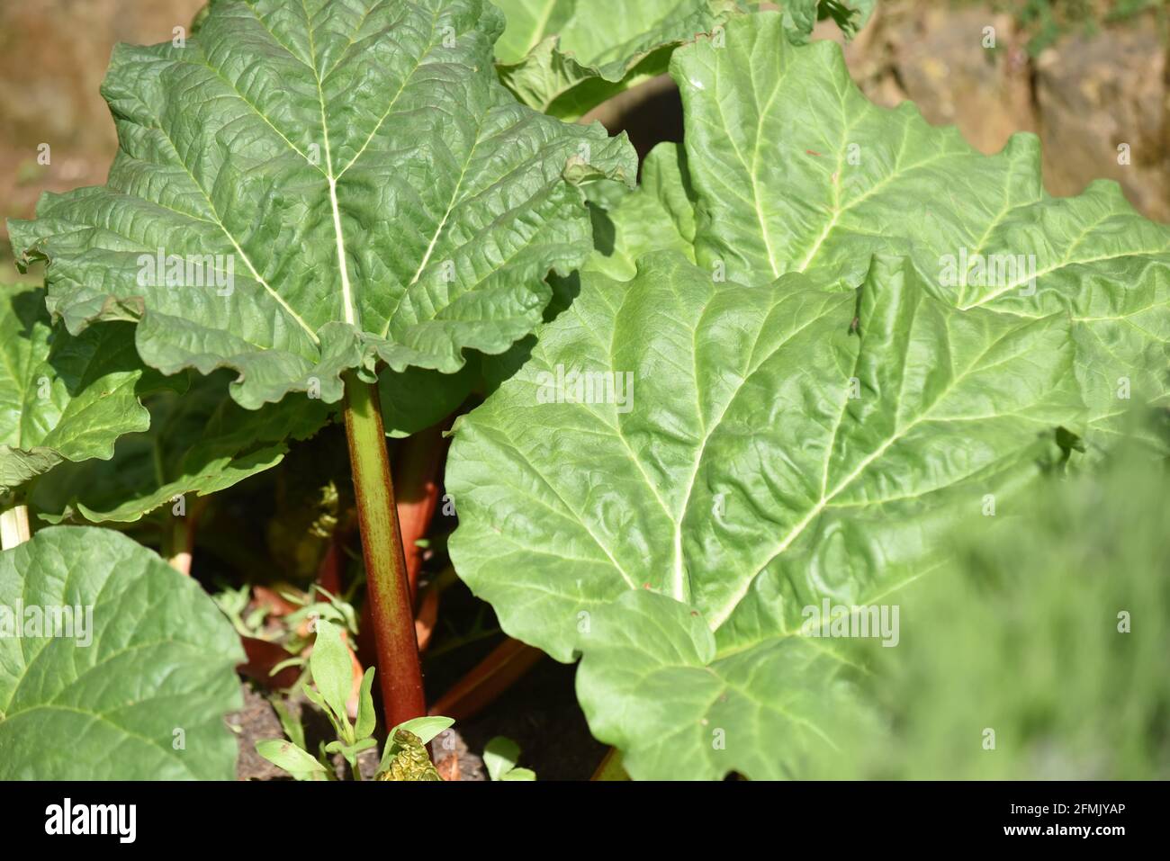 Gesunde Rhabarberpflanze, die im Freien auf einem Zuteilungsgemüsefeld wächst Stockfoto