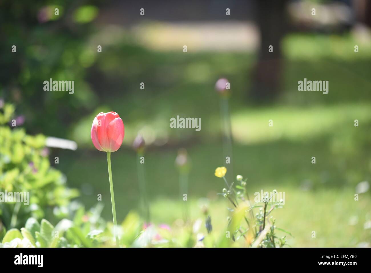 Rote Tulpenblütenkopf aus der Nähe mit verschwommenem Gartenhintergrund Stockfoto