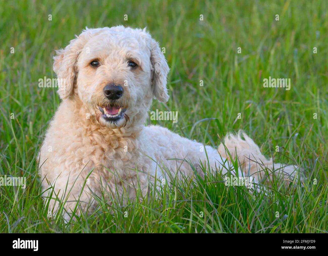 Sehr niedlich glücklich aussehende Labradoodle Hund liegend in üppig Gras und in Richtung der Kamera Stockfoto