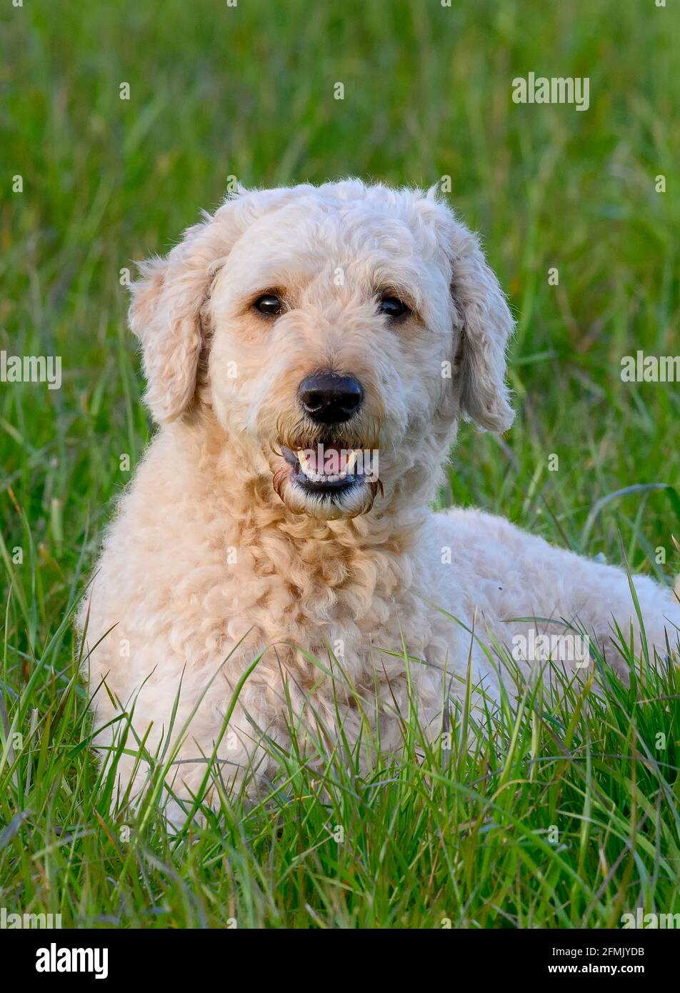 Sehr niedlich glücklich aussehende Labradoodle Hund liegend in üppig Gras und in Richtung der Kamera Stockfoto