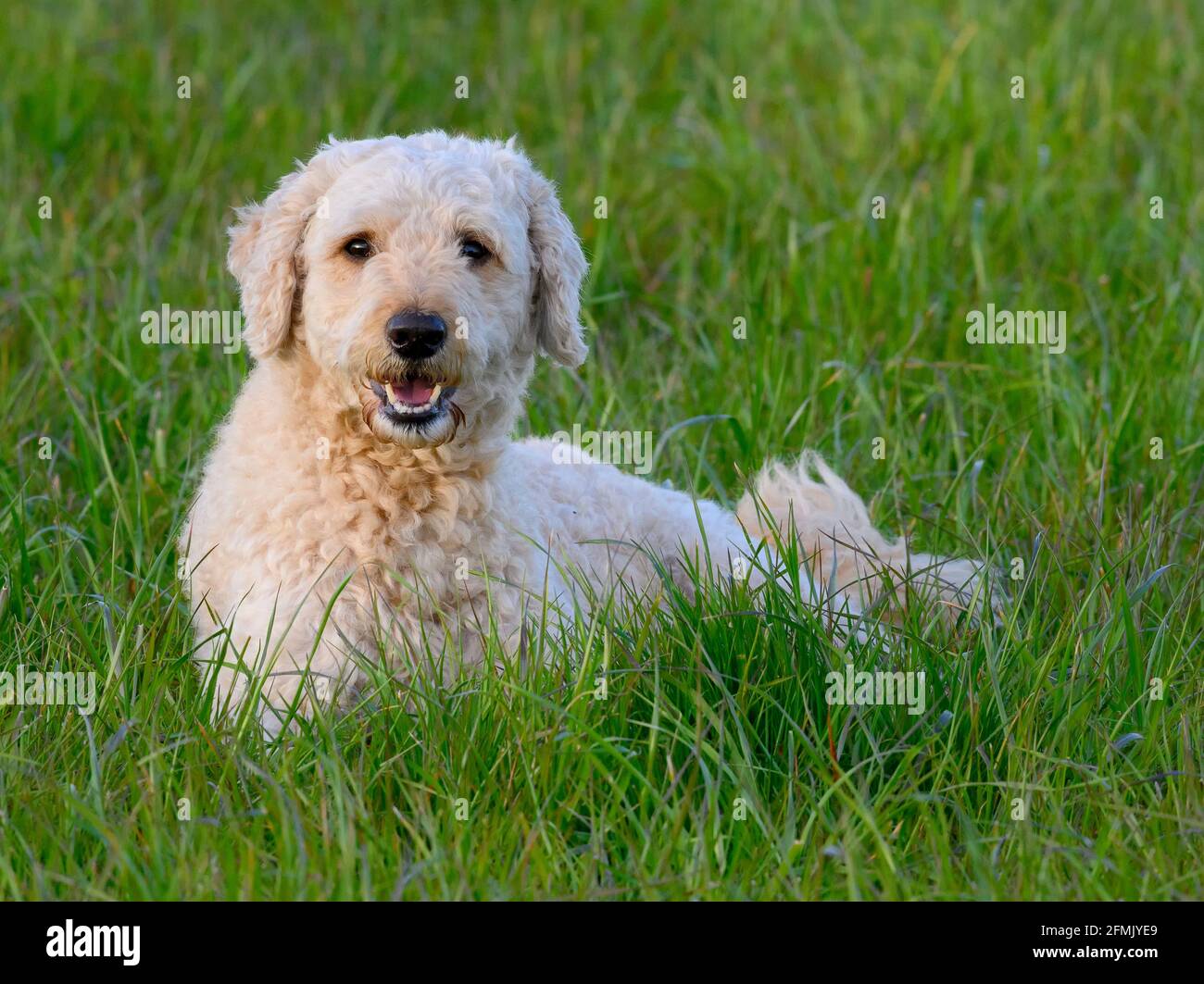 Sehr niedlich glücklich aussehende Labradoodle Hund liegend in üppig Gras und in Richtung der Kamera Stockfoto