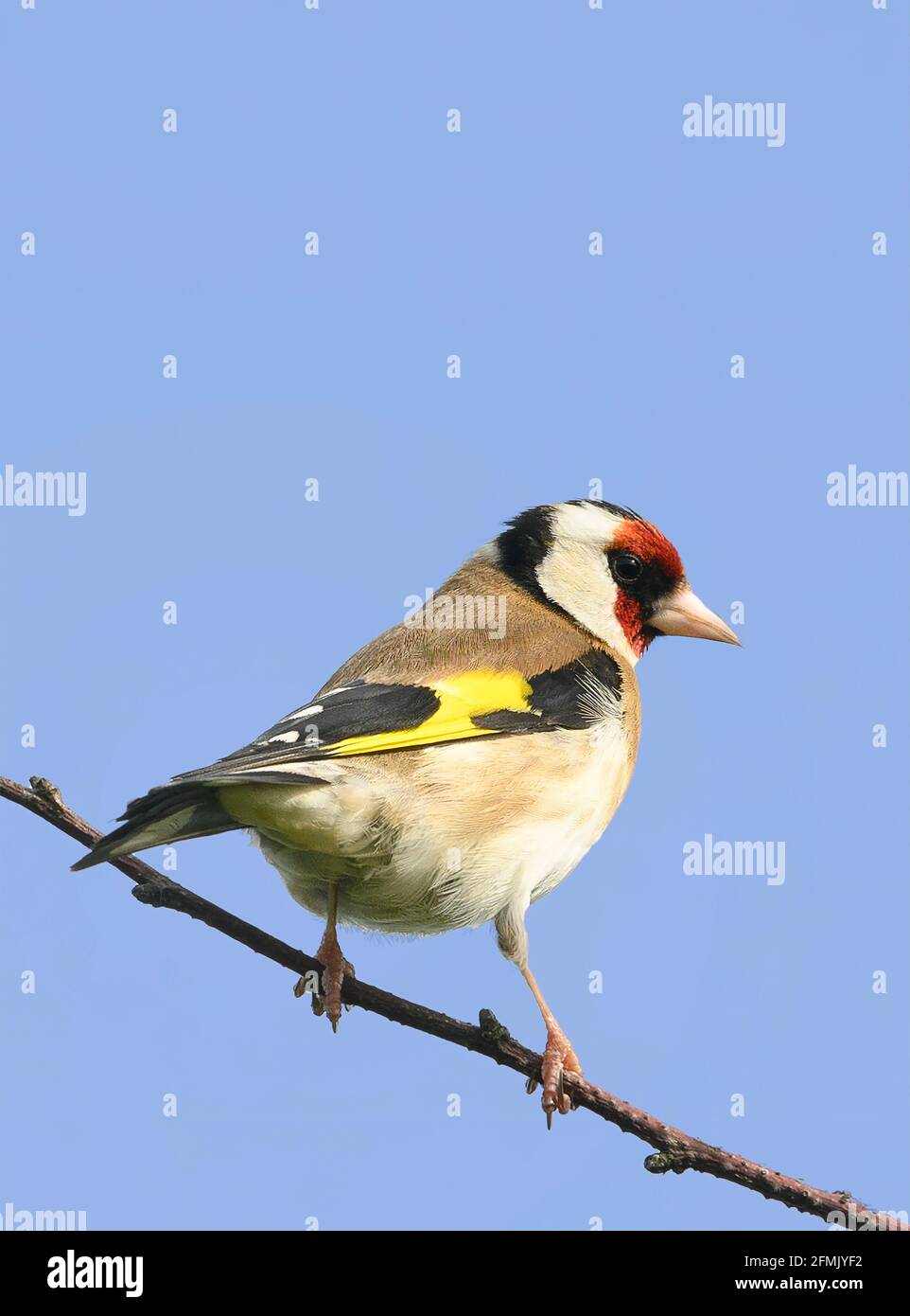 Ein atemberaubender männlicher Goldfink (Carduleis carduelis) Auf einem Zweig und gegen einen blauen Himmel gesetzt Stockfoto