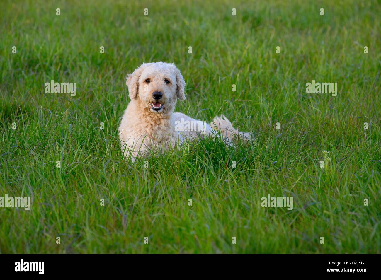 Sehr niedlich glücklich aussehende Labradoodle Hund liegend in üppig Gras und in Richtung der Kamera Stockfoto