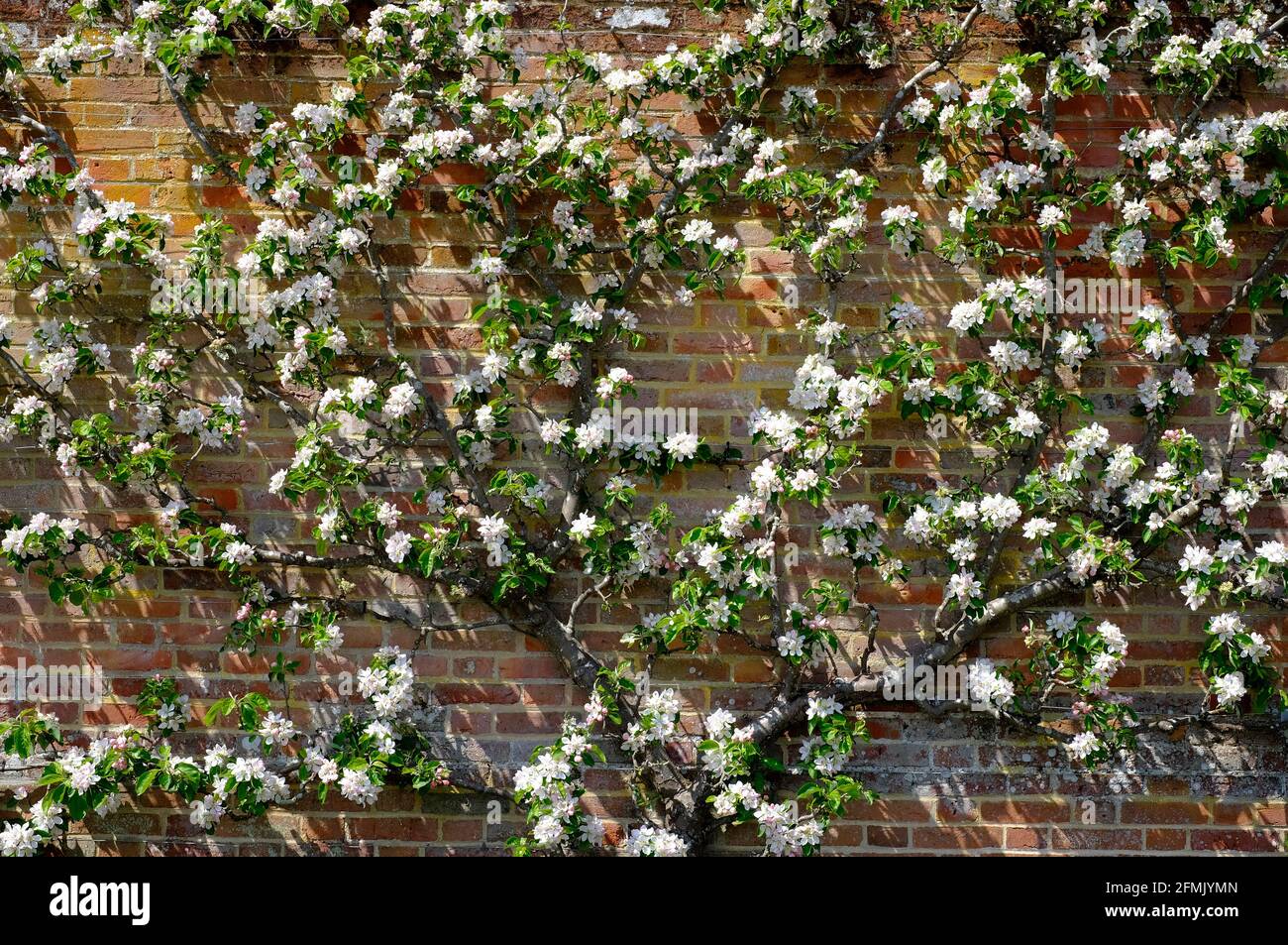 Weißer Apfel blüht auf Espalier im ummauerten Garten, norfolk, england Stockfoto