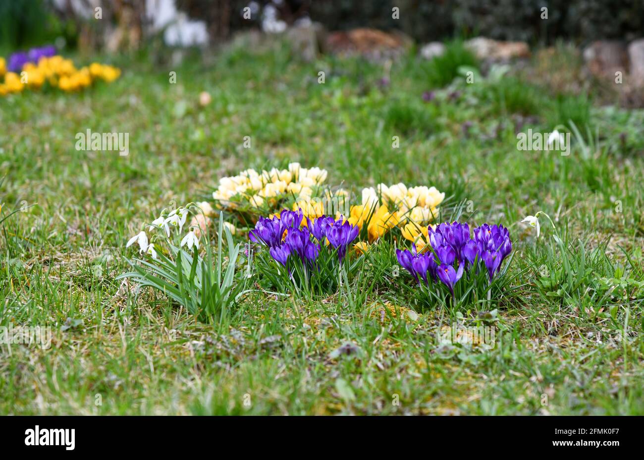 Krokusse Stockfoto