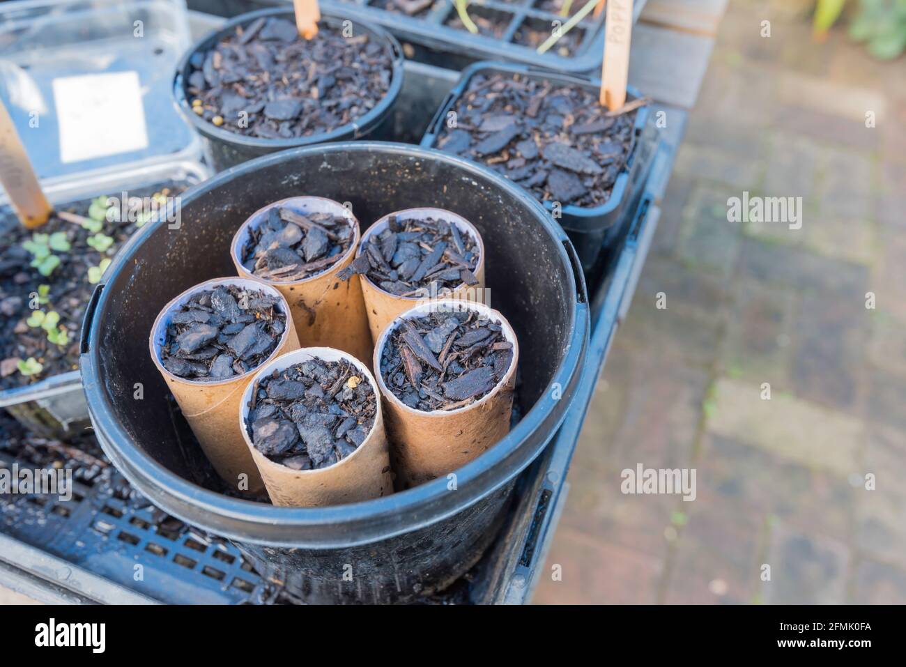 Samen in gebrauchten Toilettenpapierröhrchen gepflanzt. Sobald die Samen gekeimt sind, werden die Röhrchen direkt in den Boden gepflanzt, wo sie abbauen und kompostieren Stockfoto