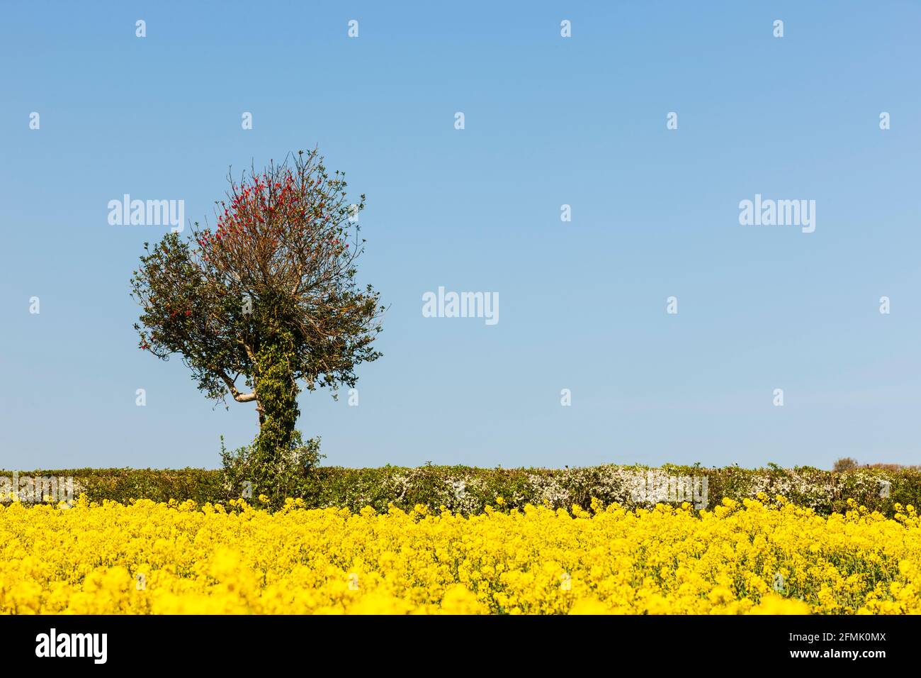 Ein Feld von gelb blühendem Raps. Stockfoto