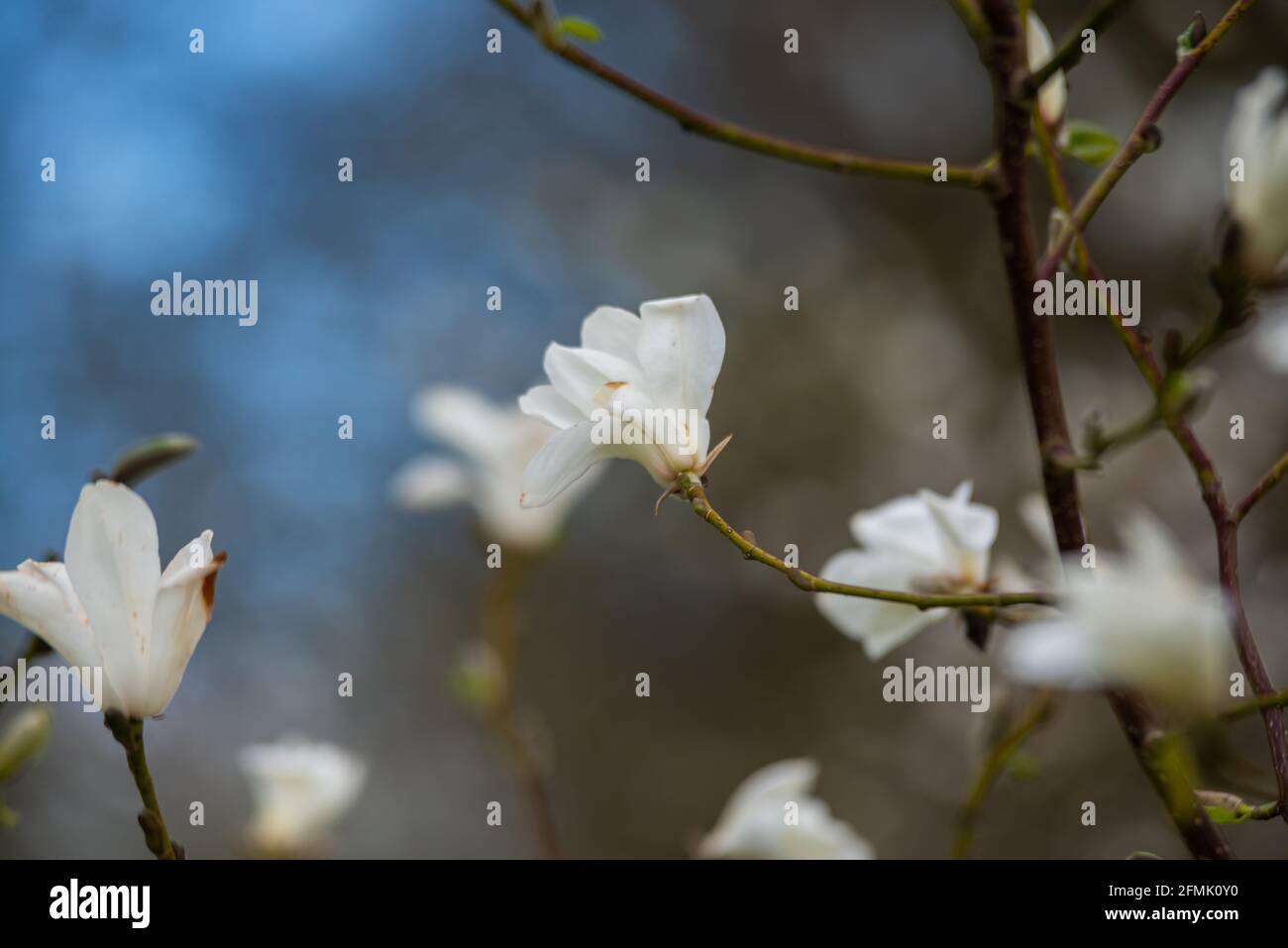 Schöner Magnolienbaum blüht im Frühling. Jentle Magnolia Blume . Romantische kreative getönten floralen Hintergrund. Stockfoto