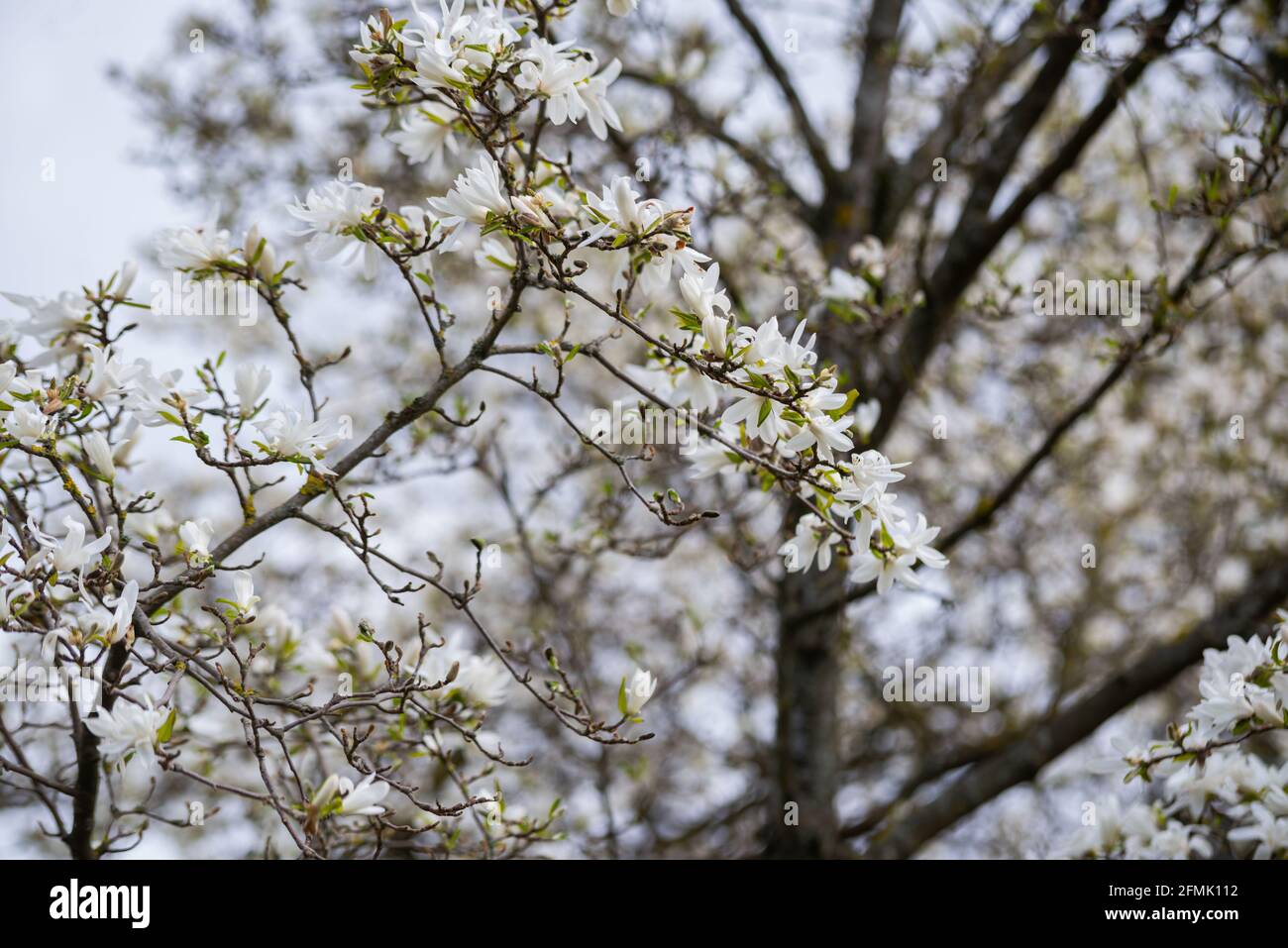 Blumen von Magnolia x Loebneri blühen Frühlingstag Stockfoto