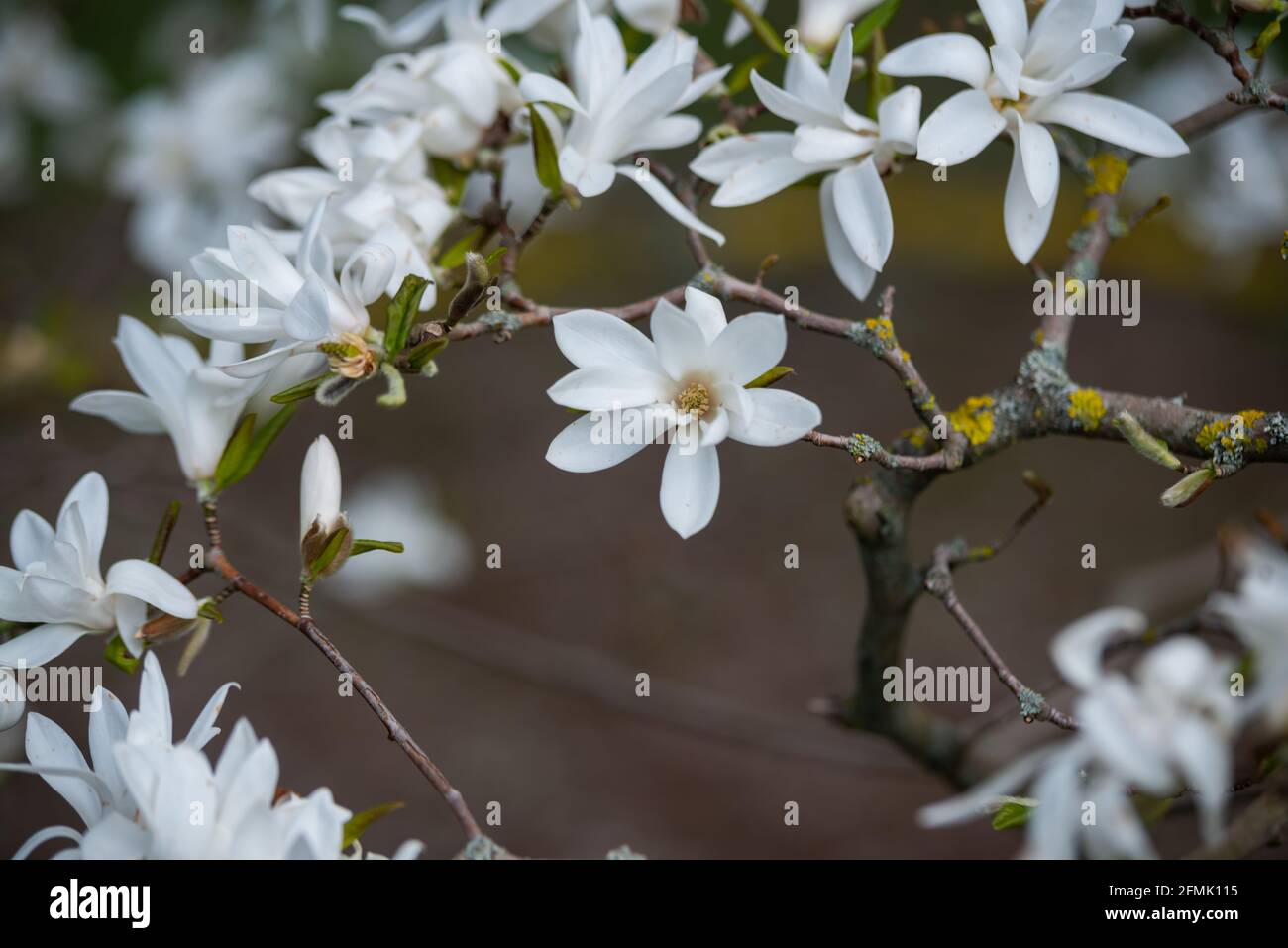 Blumen von Magnolia x Loebneri blühen Frühlingstag Stockfoto