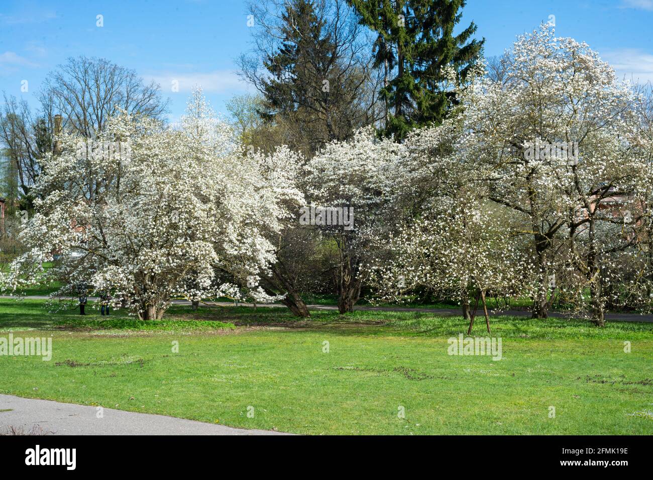 Reifer Magnolienbaum (Binomialname: Magnolia x loebneri 'Merrill') in voller Blüte im Frühling, im Norden von Illinois. Unter idealen Bedingungen könnte dieser Baum Stockfoto