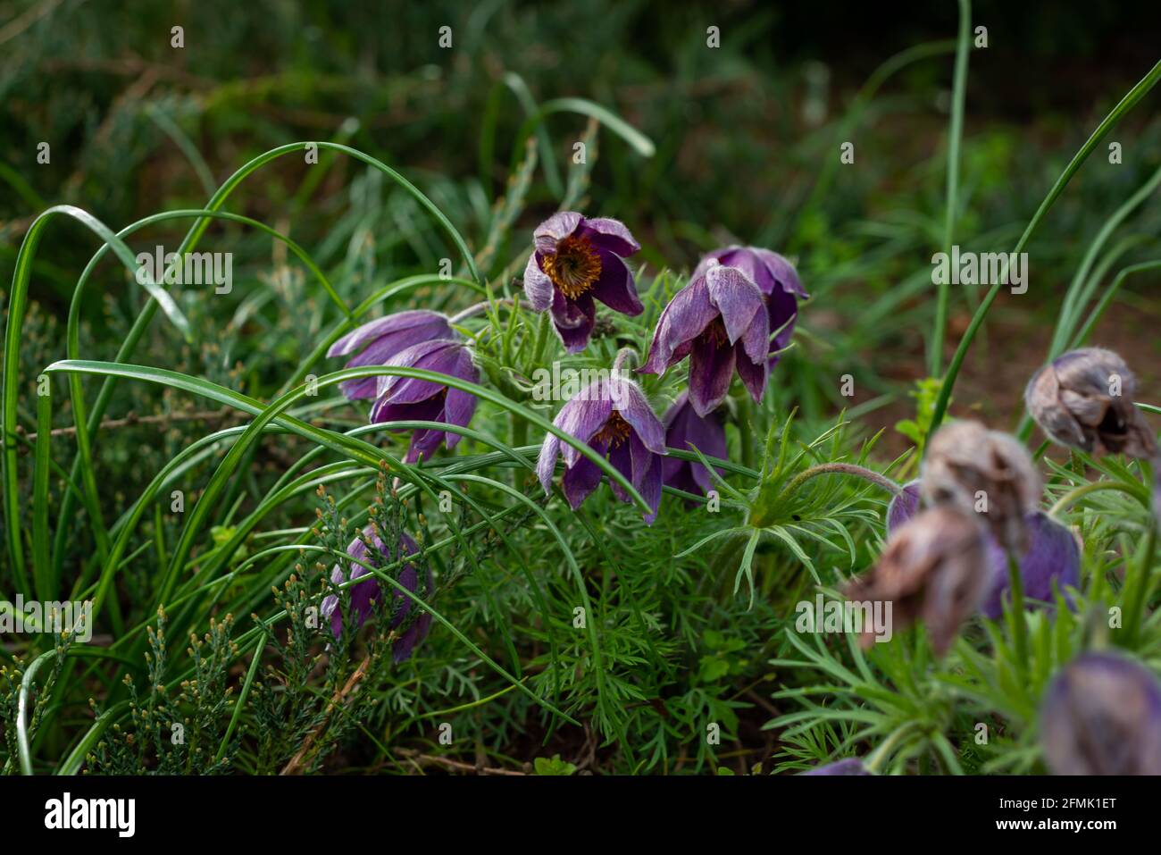 Pulsatilla pratensis (kleine Pasquenblume) ist eine Art der Gattung Pulsatilla, die in Mittel- und Osteuropa beheimatet ist und aus Südost-Norwegen und westen stammt Stockfoto