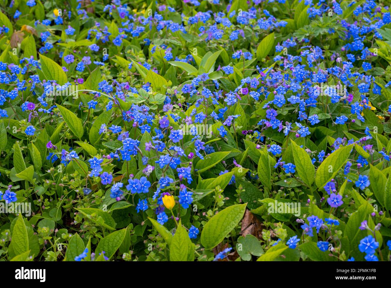 Ompals verna. Kleine blaue Blüten auf einem Hintergrund aus grünen Blättern. Stockfoto