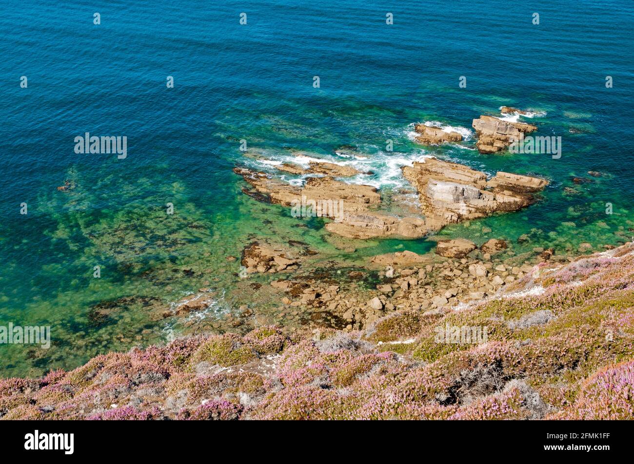 Iroisesmeer und wilde Flora am Cap de la Chevre, Armorique Regional National Park, Halbinsel Crozon, Finistere (29), Bretagne, Frankreich Stockfoto