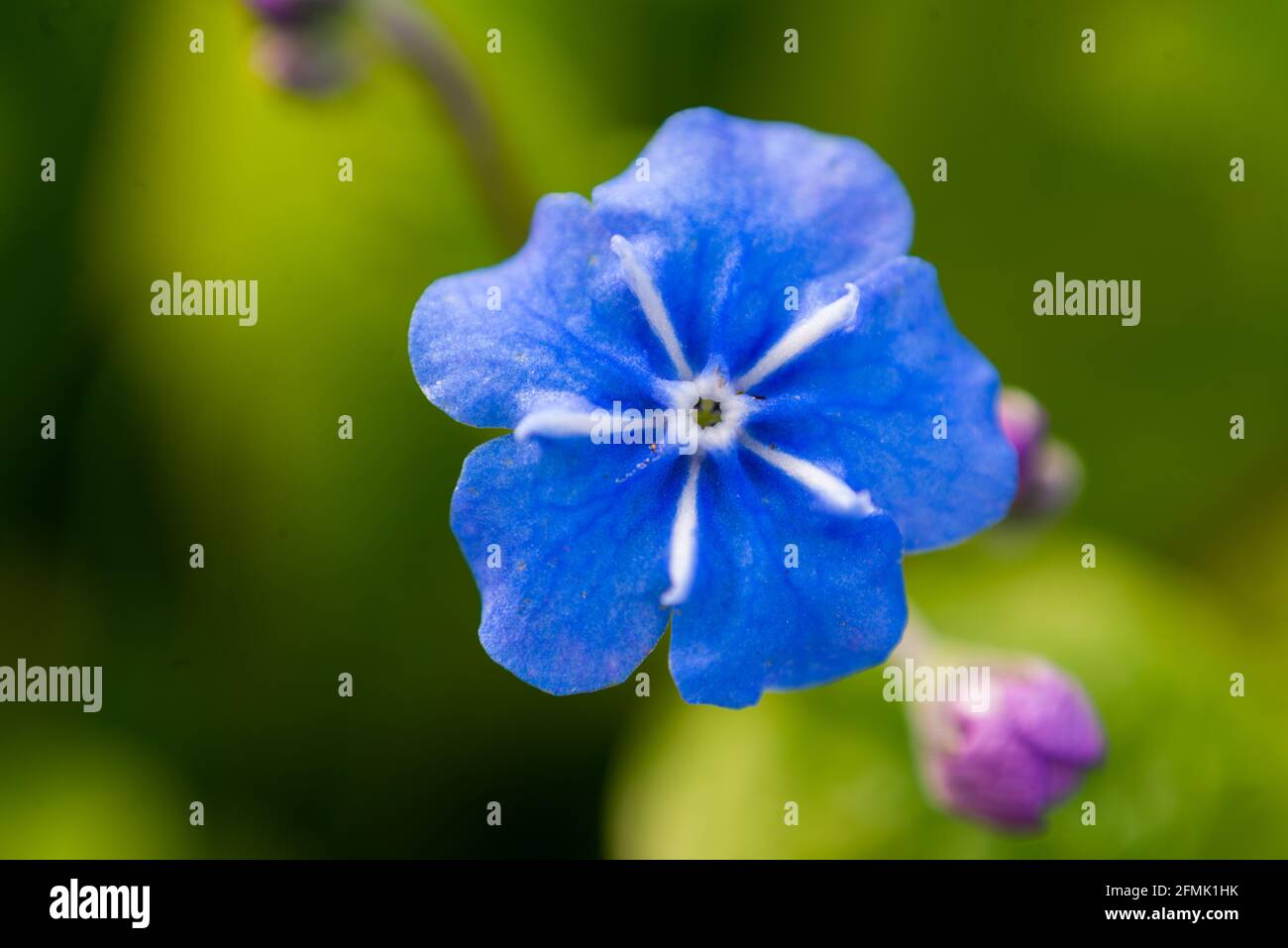 Ompals verna. Kleine blaue Blüten schließen sich auf einem Hintergrund aus grünen Blättern an Stockfoto