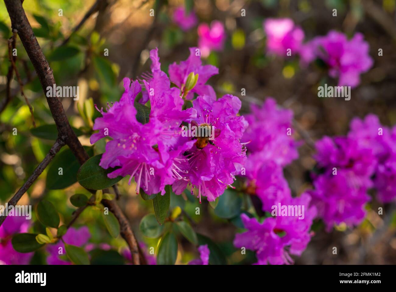 Rhododendron hybrida 'Peter John Mezitt' blüht im Frühjahr. Ein Biss ist in der Blume angekommen. Stockfoto