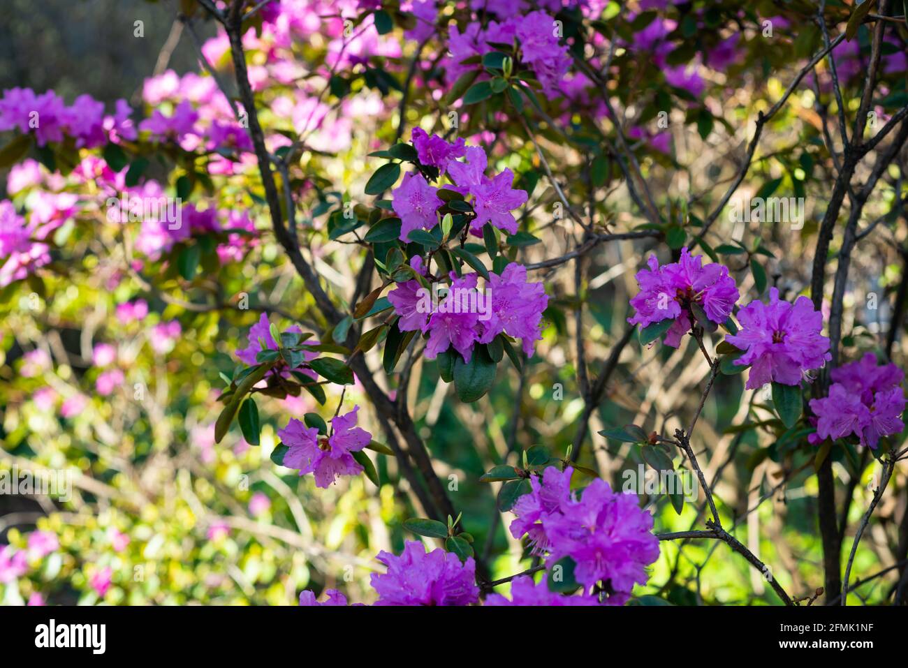 Famiglia viola Fotos und Bildmaterial in hoher Auflösung Alamy