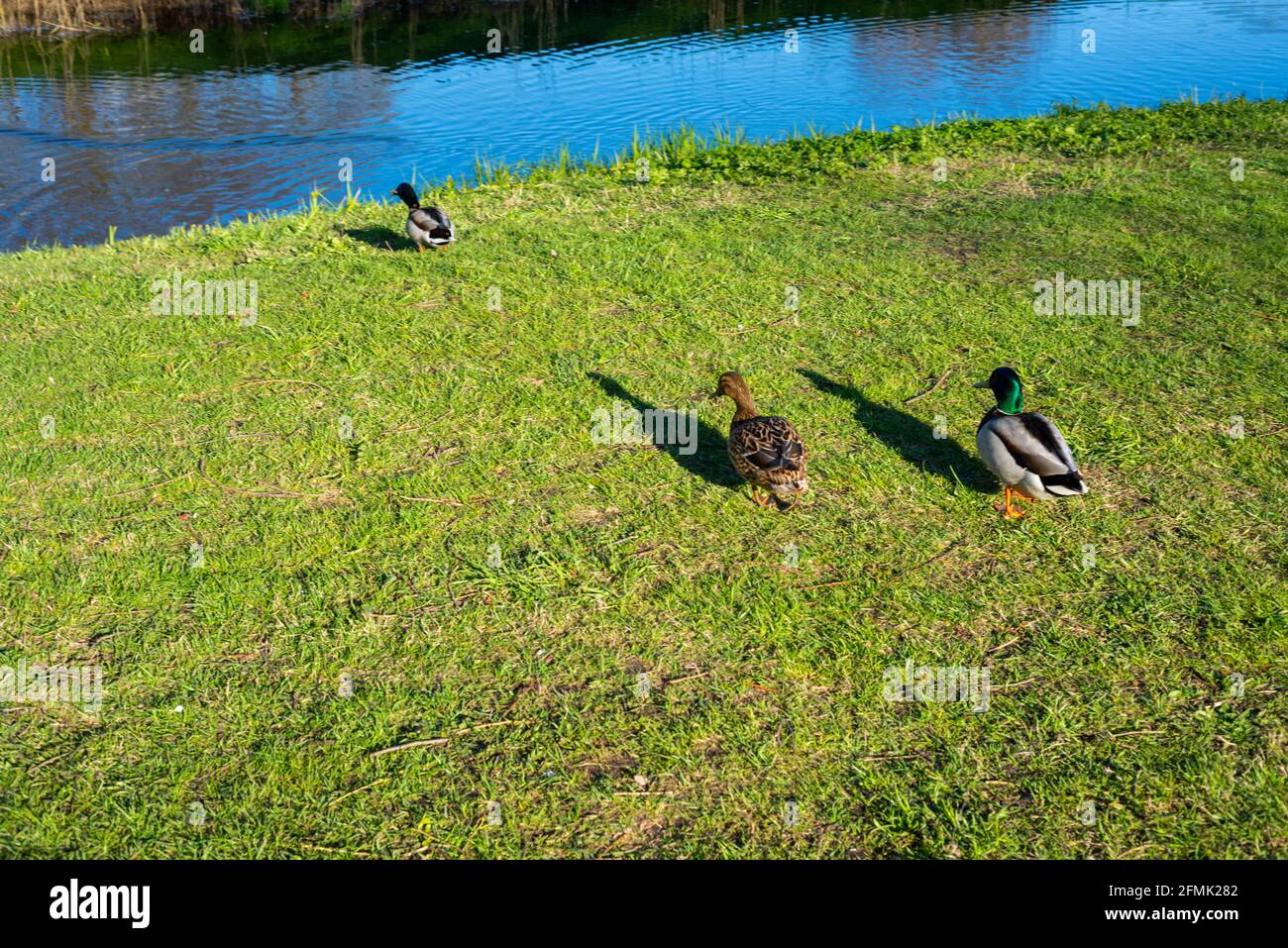 Enten gehen in den Teich, um im grünen Gras in der warmen Frühlingssonne zu schwimmen. Starke schwarze Schatten fallen von den Enten. Stockfoto