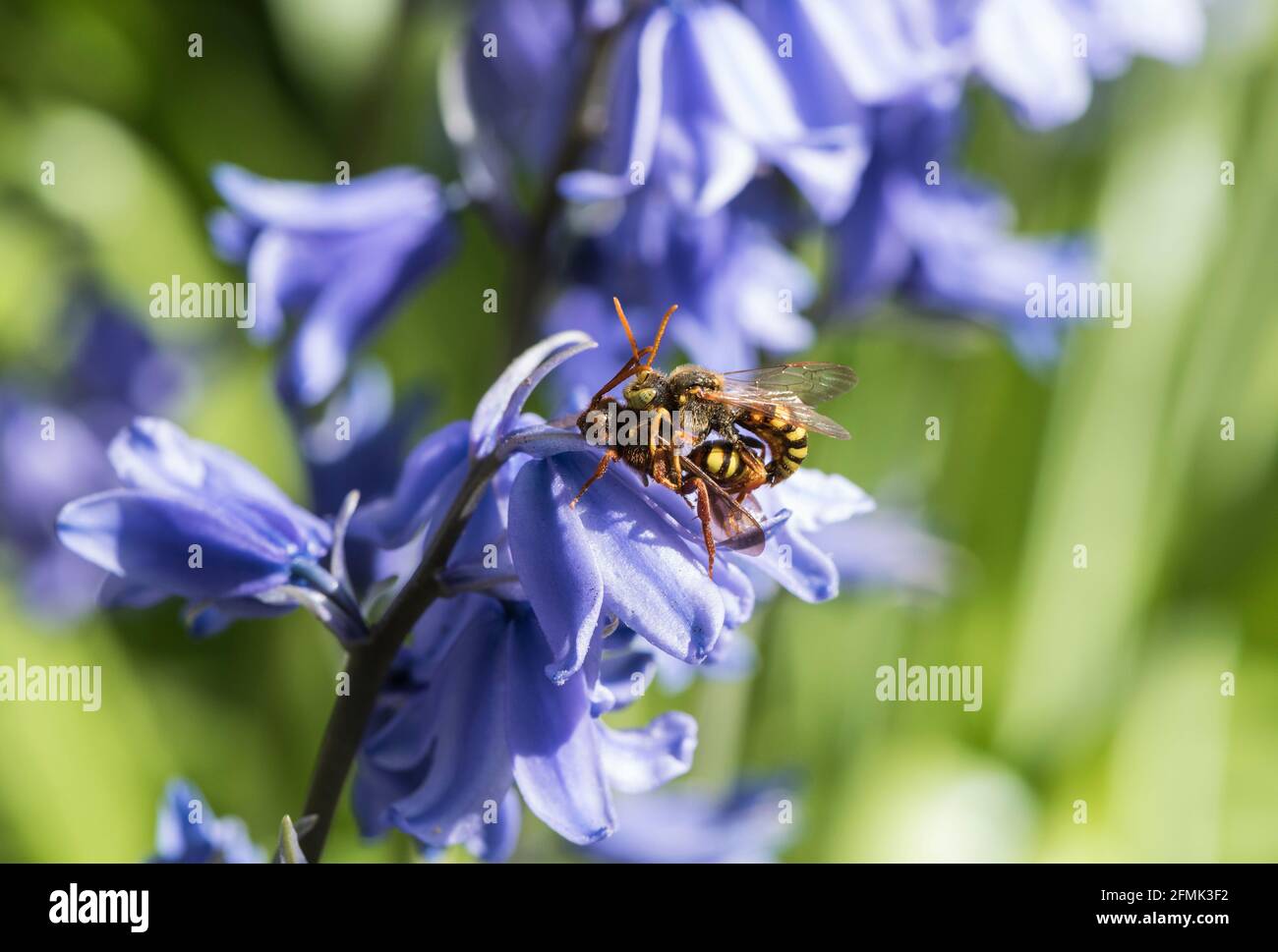 Lathburys Nomad Bee (Nomada lathburiana), ein Clepto-Parasit der Ashy Mining Bee Stockfoto