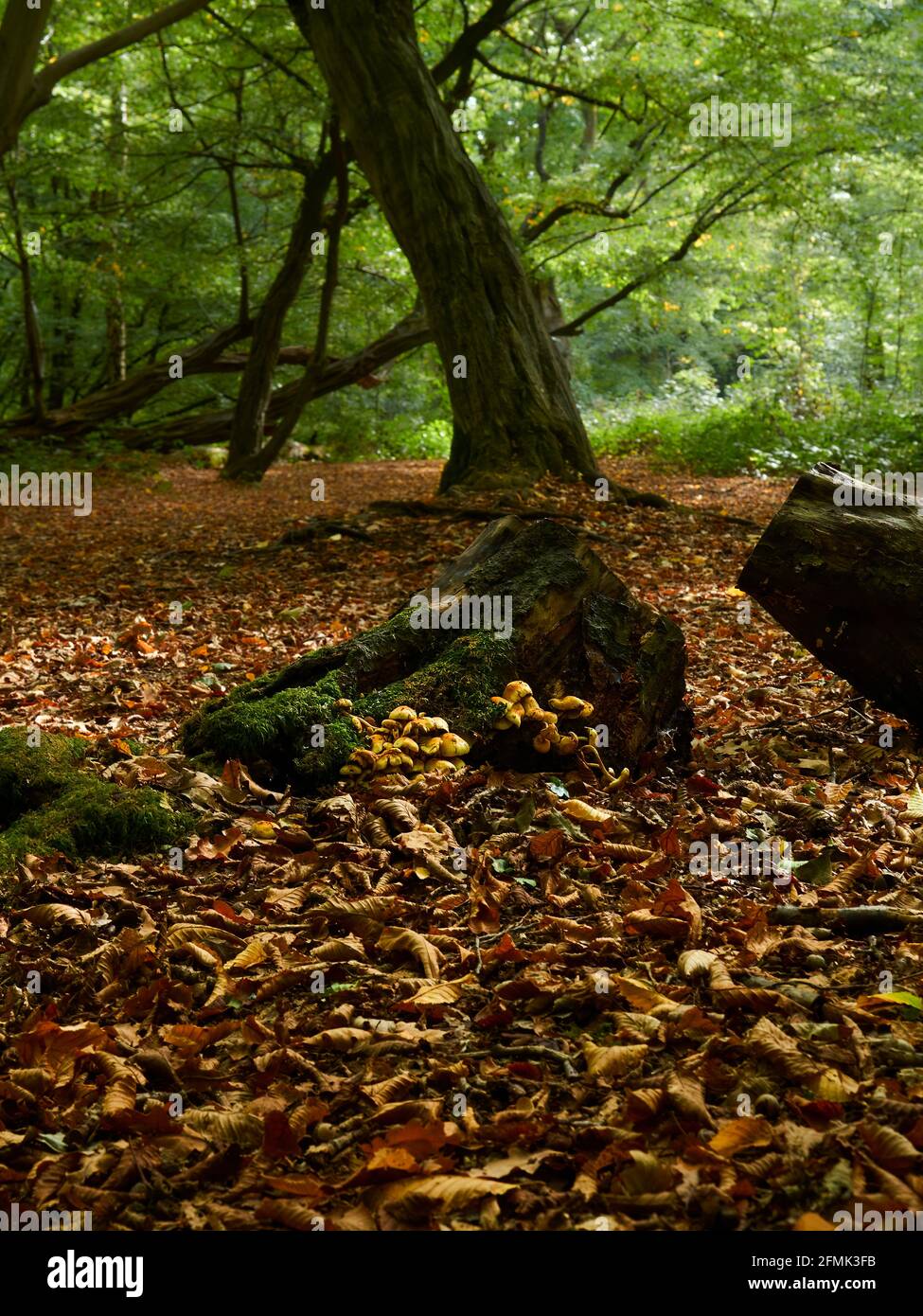 Ein alter, knarriger, mythisch aussehender Baum, vom Waldboden aus gesehen, in einem Fleck städtischen Waldes, der mit herbstlichem Blattstreu übersät ist. Stockfoto