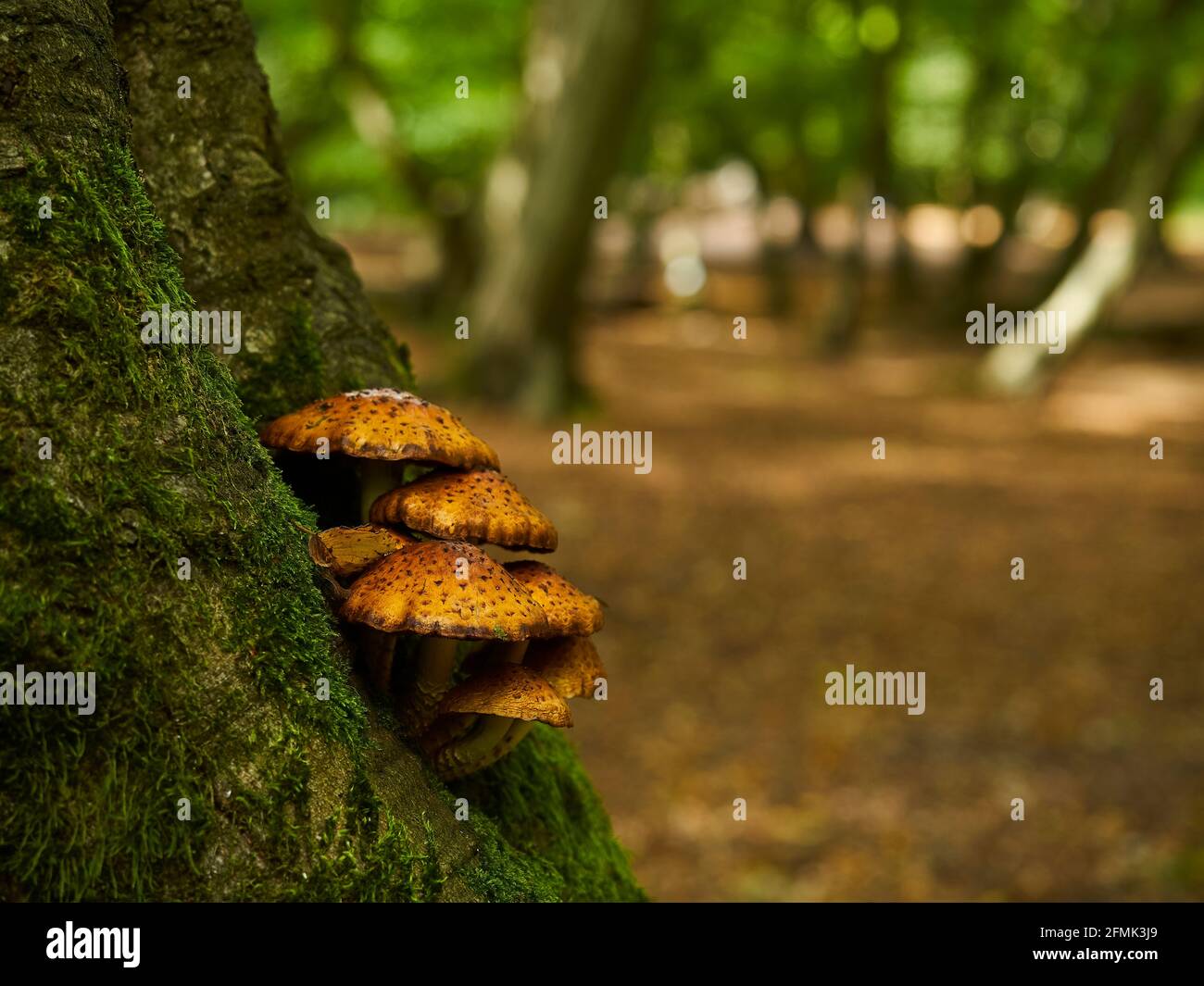 Einige goldene Schalentiepfe, die an der Basis eines moosbedeckten Baumes befestigt sind, in einem Fleck städtischen Waldes, der mit herbstlichem Blattstreu in angestrahltem Sonnenlicht übersät ist. Stockfoto