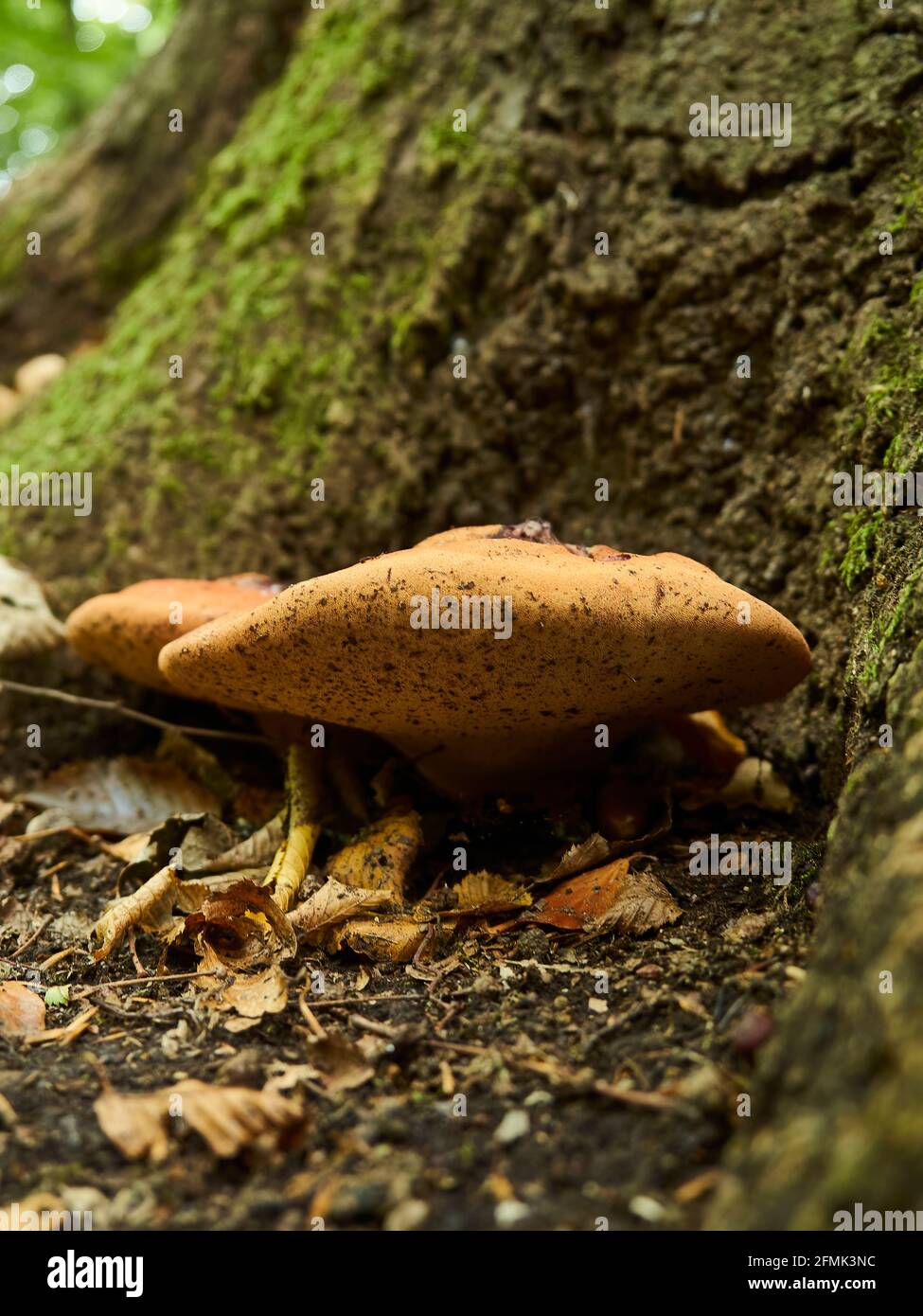 Ein Rindersteak-Pilz, der an der Basis eines moosbedeckten Baumes in einem mit herbstlichem Blattstreu übersäten Waldstück befestigt ist. Stockfoto