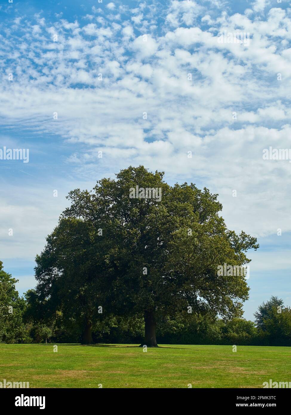 Ein starker, hoher, reifer Baum in einem grünen Feld vor einem blauen Sommerhimmel mit einem Gewirrter von Wolken; eine ländlich wirkende Szene am Rande Londons. Stockfoto
